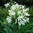 Dans un jardin