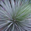 Superbe feuilles d'Agave stricta.