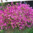 Jardin dans les Landes