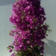  Bougainvillea 'Sanderiana est originaire du brésil,cette plante de couleur rouge, blanche ou violette peut grimper jusqu'à 5 mètres de hauteur. 