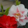 Fleurs bicolore du camélia 'Lady Vansittart'