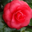 Fleur rouge du camélia 'Margherita Coleoni'