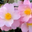 Fleur rose du camélia 'Nicky Crisp'