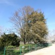 Arbre complet, jardin des plantes Paris