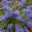Teinte bleu foncé profond des fleurs de céanothe 'Concha'