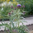 Photo du jardin des plantes de Paris.