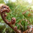 Frondes rouges de Dryopteris erythrosora au printemps