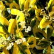 Feuillage panaché d'Euonymus japonicus 'Aureomarginatus'  ou fusain 'Aureomarginatus'