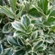 Feuillage panaché d'Euonymus japonicus 'Bravo' ou fusain 'Bravo'