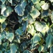  Hedera canariensis 'Gloire de Marengo' est un lierre à  grande feuille en forme de triangle, bombée, marbrée de gris bleuté et bordée d'une marge blanche.