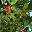 Buisson de houx