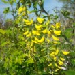 Superbes fleurs de cytise commun en Gironde en avril.