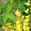 Photo de laburnum en fleur prise par les Pépinières HUCHET.