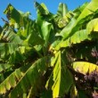 Dans un jardin de Mimizan dans les Landes