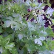 Pied de persil dans un potager en juin.