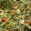 Photo de pieris 'Flaming Silver' en fleur 