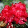 Inflorescence du Rhododendron 'Halfdan Lem'