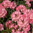 Photo de fleurs de rhododendron 'Kalinka' prise par les Pépinières HUCHET