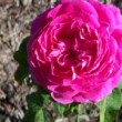 Rose 'Archiduchesse Elizabeth d'Autriche'                                      - pot de 4 litres (Ramifié)