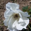 Rosa 'Autumn Delight' est un rosier hybride de Moschata.La floraison est remontante et plus prolifique en automne. 