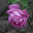 Rose prise à l'Hay les roses