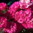 La rose 'Doc' est un rosier polyantha dont le port est compact. La floraison est remontante.