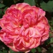  Rosa 'Isabelle Nabonnand'  est un rosier thé remontant.