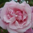  Rosa 'Le Vesuve' est un rosier chinensis remontant.