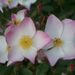  Rosa 'Lyda Rose' est un rosier buisson non remontant.