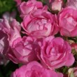 Rosa 'Maman Turbat'  est un rosier polyantha remontant.