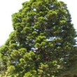 Sequoia géant ou Sequoiadendron giganteum