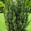 Jardin botanique de Talence en mai