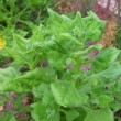 Plant de tétragone dans un jardin au mois de juin.