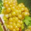 Très belle grappe de fruits de la vigne 'Exalta' , pour le jardin
