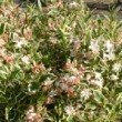 Photo de fleurs de Weigelia panaché prise par les Pépinières HUCHET