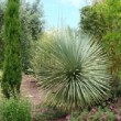 Photo de yucca prise par les Pépinières HUCHET