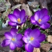 Crocus sativus