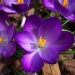 Crocus sativus