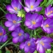 Crocus sativus