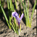 Crocus sativus