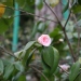 Camellia japonica 'Ave Maria'