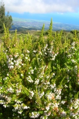 Erica lusitanica
