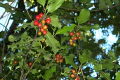 Ilex aquifolium