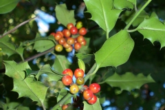 Ilex aquifolium