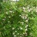 Kolkwitzia, Buisson de beauté