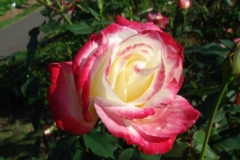 Photo de Rosa 'Double Delight ®'