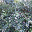 jardin dans les Landes