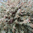 Photo de fleurs d'abelia 'Confetti' prise par les Pépinières HUCHET