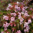 Inflorescence d'Abelia 'Edward Goucher' en été