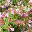 Superbe fleurs d'Abelia 'Edward Goucher' 